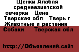 Щенки Алабая( среднеазиатской овчарки › Цена ­ 15 000 - Тверская обл., Тверь г. Животные и растения » Собаки   . Тверская обл.